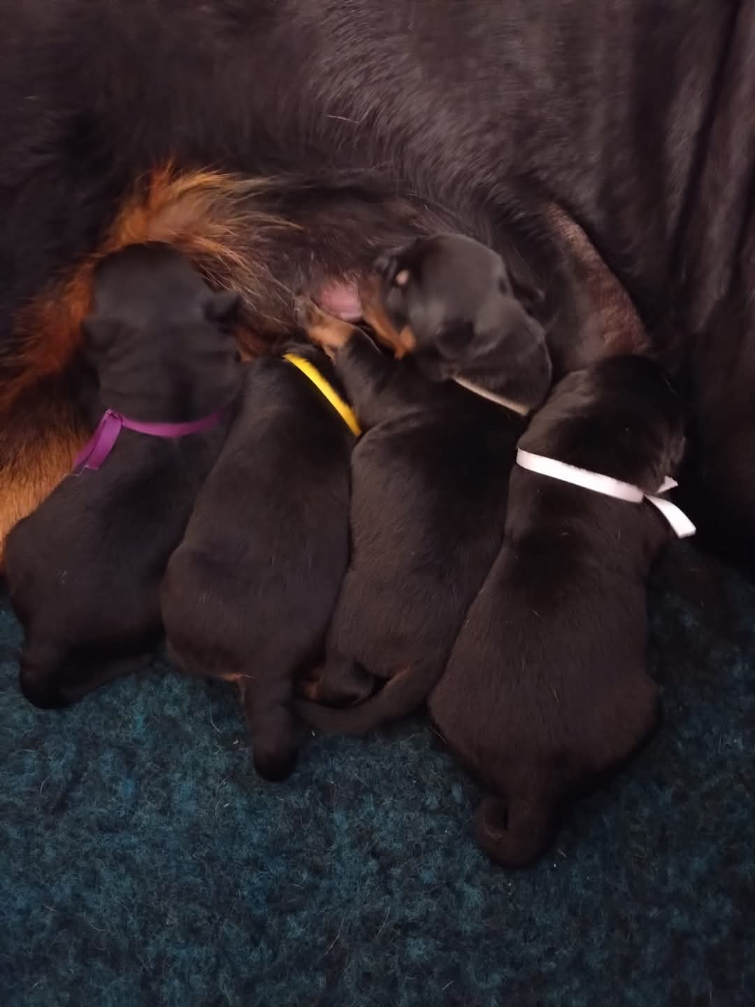 5.6.2024 narození štěňátek vrh A